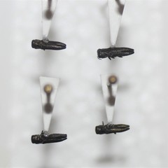 Agrilaxia texana