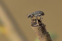 Sitona cylindricollis