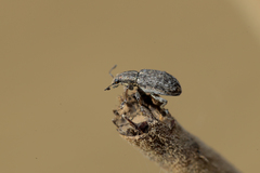 Sitona cylindricollis