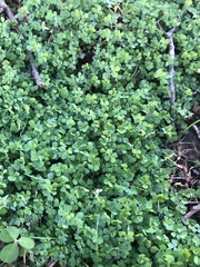 Trifolium dubium