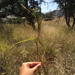 Heteropogon melanocarpus - Photo (c) Maura Thoenes,  זכויות יוצרים חלקיות (CC BY-NC), הועלה על ידי Maura Thoenes