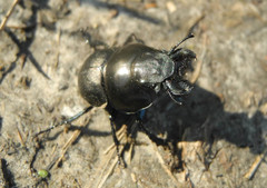 Lethrus apterus