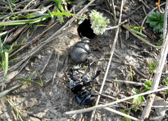 Lethrus apterus