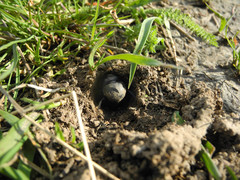Lethrus apterus