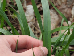 Oryzopsis asperifolia