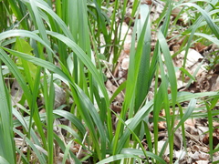 Oryzopsis asperifolia