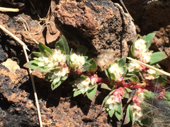 Euphorbia indivisa