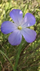 Linum narbonense
