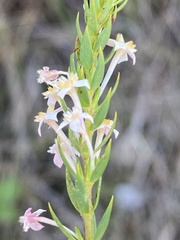 Struthiola salteri