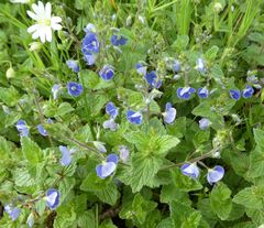 Veronica chamaedrys