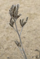 Eriodictyon tomentosum