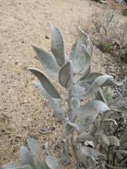 Eriodictyon tomentosum
