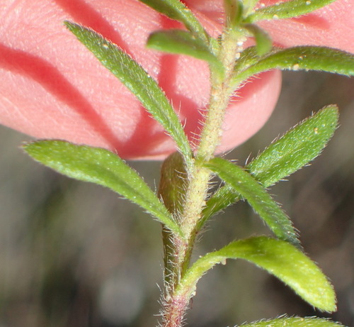 Image of Felicia amoena by (c) Nicola van Berkel, some rights reserved (CC BY-SA)