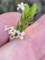 Struthiola salteri
