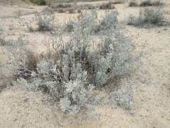 Eriodictyon tomentosum