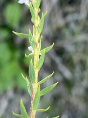 Struthiola salteri