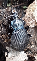 Sphaeroderus