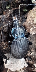 Sphaeroderus