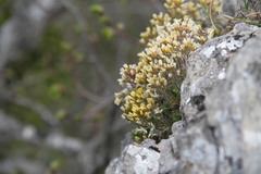 Draba cuspidata