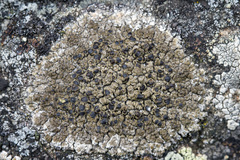 Image of Protoparmelia badia