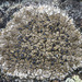 Protoparmelia badia - Photo (c) Samuel Brinker, algunos derechos reservados (CC BY-NC), subido por Samuel Brinker