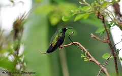 Anthracothorax dominicus