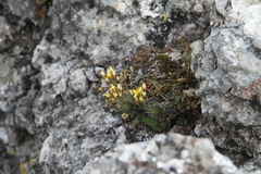 Draba cuspidata