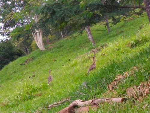 Red-legged Seriema