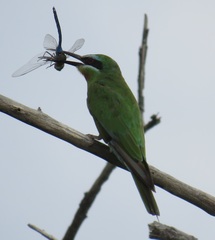 Merops persicus persicus