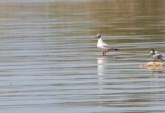 Chroicocephalus ridibundus