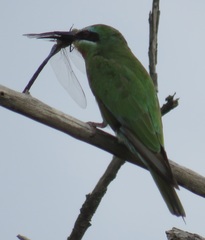 Merops persicus persicus