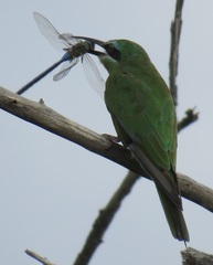 Merops persicus persicus