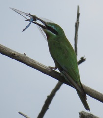 Merops persicus persicus