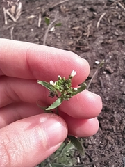 Arabidopsis thaliana