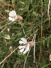 Silene uniflora