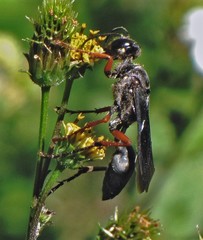 Sphex opacus