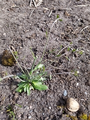 Arabidopsis thaliana