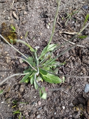 Arabidopsis thaliana