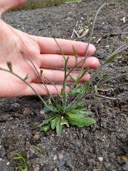 Arabidopsis thaliana