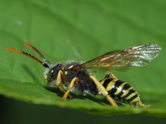 Nomada