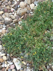 Corydalis curvisiliqua