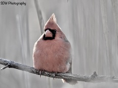 Cardinalis cardinalis