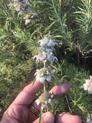 Monarda fruticulosa