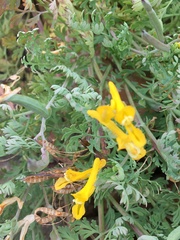 Corydalis curvisiliqua