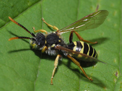 Nomada