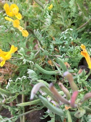 Corydalis curvisiliqua