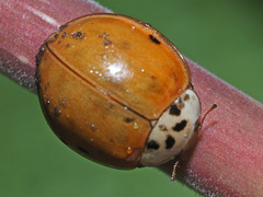 Harmonia axyridis