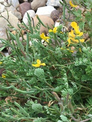 Corydalis curvisiliqua