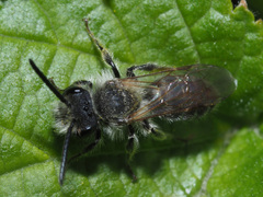 Andrena