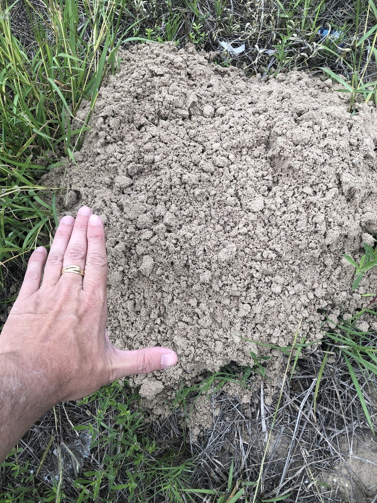 Texas Pocket Gopher from US281, Encino, TX, US on May 10, 2021 at 08